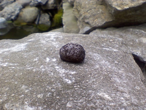 A seed bomb